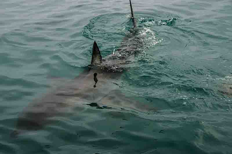 Tiburón Blanco - Gansbaai - Sudáfrica 7.jpg